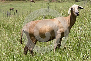 Sheep grazing on green grass hill