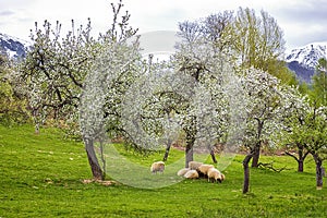 Sheep grazing green grass under flowering trees in the mountains