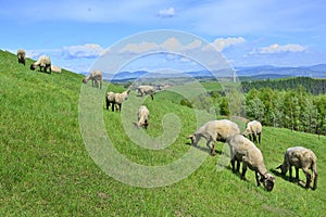 Sheep grazing on a green hillside