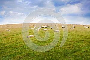 Sheep grazing on a green hillside
