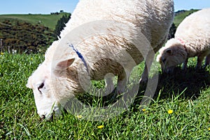 Sheep grazing on green meadow