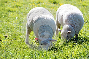 Sheep grazing on green meadow