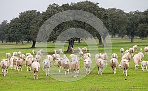 Sheep grazing on a green meadow