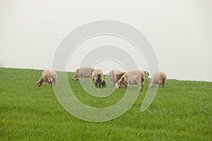 Sheep grazing on a green meadow