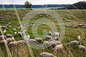 Sheep grazing in the green meadow in Slovakia.