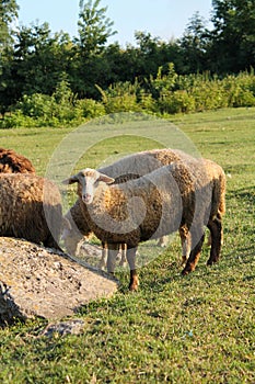 Sheep Grazing on Green Meadow at Sunset. Flock of Sheep Resting on Green Meadow at Dusk