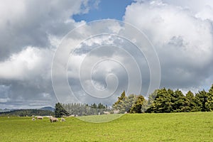 Sheep grazing on a green meadow under cloudy skies