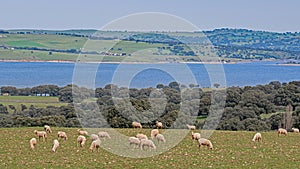 Sheep grazing on a green meadow, water, land and sky with contrast