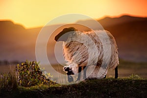 Sheep grazing in green pastures on a sunset. Adult sheep and baby lamb feeding in lush meadows of Ireland.