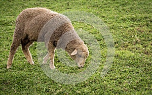 Sheep grazing on a green patch