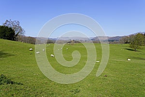 Sheep grazing in the hazy spring sunshine in Ambleside