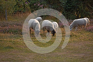 Sheep grazing in a heather meadow during sunset in Rebild National Park, Denmark. A flock of woolly lambs walking and