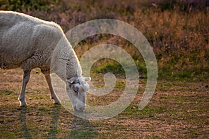 Sheep grazing in a heather meadow during sunset in Rebild National Park, Denmark. One sheep walking and eating grass on
