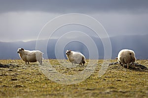 Sheep grazing on high meadows