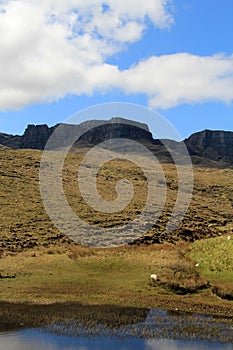 Sheep Grazing In The Highlands, Isle Of Skye, Scotland