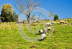 Sheep Grazing on a Hill