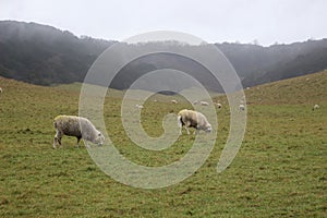 Sheep grazing on the hill