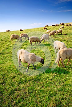 Pecora pascoli sul collina 