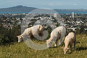 Sheep grazing on hill above Auckland