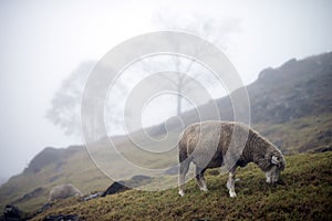 Sheep grazing at hill on foggy day with trees at sloping hill