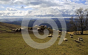 Sheep grazing on a hillock and mountain side of the beautiful Vale of Clwyd Flintshire North Wales
