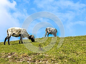 Sheep grazing on the hills of Achill Island