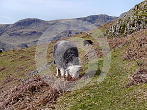 Sheep grazing on hillside