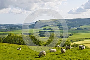 Sheep grazing on hillside