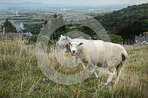 Sheep grazing on a hillside