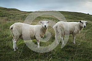 Sheep grazing on a hillside