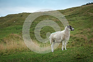 Sheep grazing on a hillside