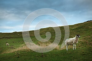 Sheep grazing on a hillside