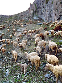 Sheep grazing on a hillside