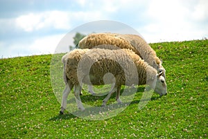 Sheep Grazing on the Hillside photo