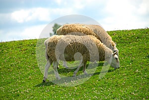 Sheep Grazing on the Hillside