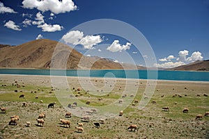 Sheep grazing in Himalaya near lake