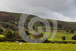 Sheep grazing in Hope Valley