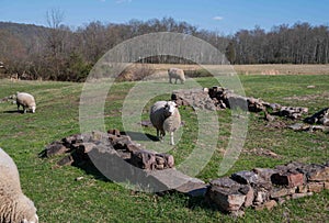 Sheep Grazing in idyllic green field with stone ruins