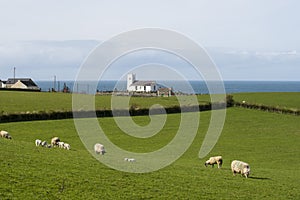 Sheep Grazing on Irish Coastline photo