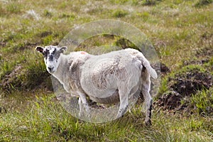 Sheep grazing in Irish field