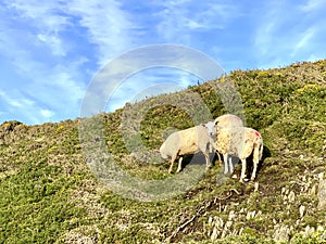 Sheep grazing in the Isle of Man