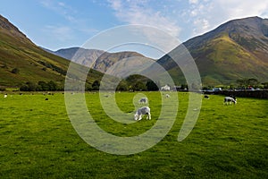 Sheep grazing in the Lake District