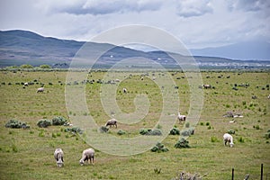 Sheep grazing in Landscape stormy panorama view from the border of Utah and Idaho from Interstate 84, I-84, view of rural farming,