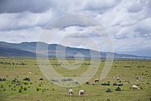 Sheep grazing in Landscape stormy panorama view from the border of Utah and Idaho from Interstate 84, I-84, view of rural farming,