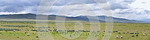 Sheep grazing in Landscape stormy panorama view from the border of Utah and Idaho from Interstate 84, I-84, view of rural farming,