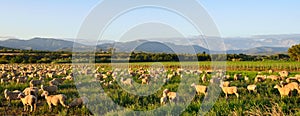 Sheep grazing in late afternoon sun near Oudtshoorn photo