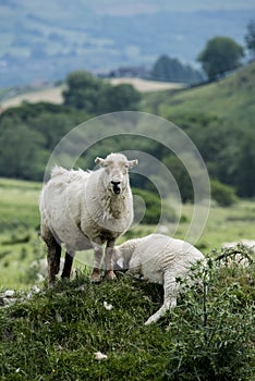 Sheep grazing and lazing.