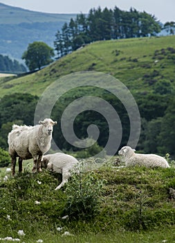 Sheep grazing and lazing.