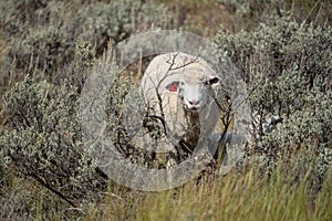 Sheep Grazing Looking at Camera