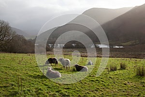 Sheep grazing at Loweswater Lake in The Lake District, Cumbria in the UK